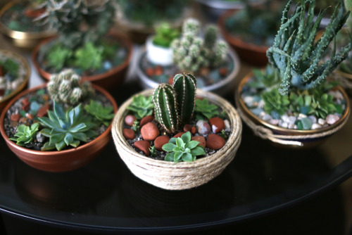 bloomandglow:Finally had some time to take pics of our plant project.Succulent + Cacti, lovingly arr