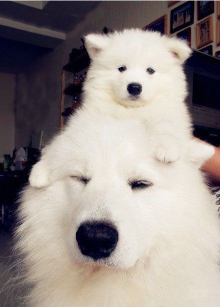 irvynphelan:  When dad’s head  seems like the highest place in the world ;)