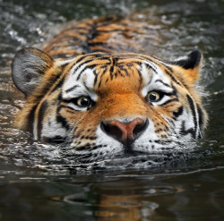 magicalnaturetour:  “Swim for your life!” by Klaus Wiese