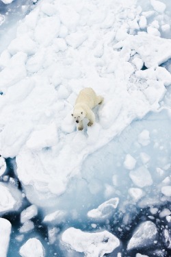 wolverxne:  Polar Bear on ice ~ by: Annete