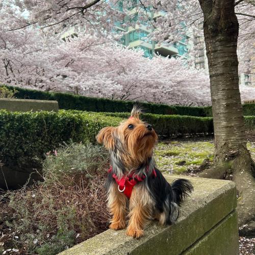 Our Yorkie admiring cherry blossoms..