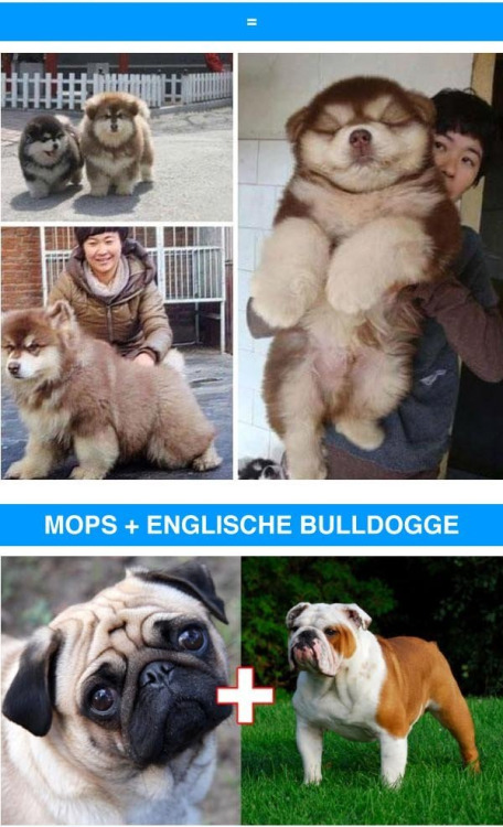 enlargers:kyletok:novaisprettyinpink:theinturnetexplorer:crossbreeds are so coolI will take 10 of ea