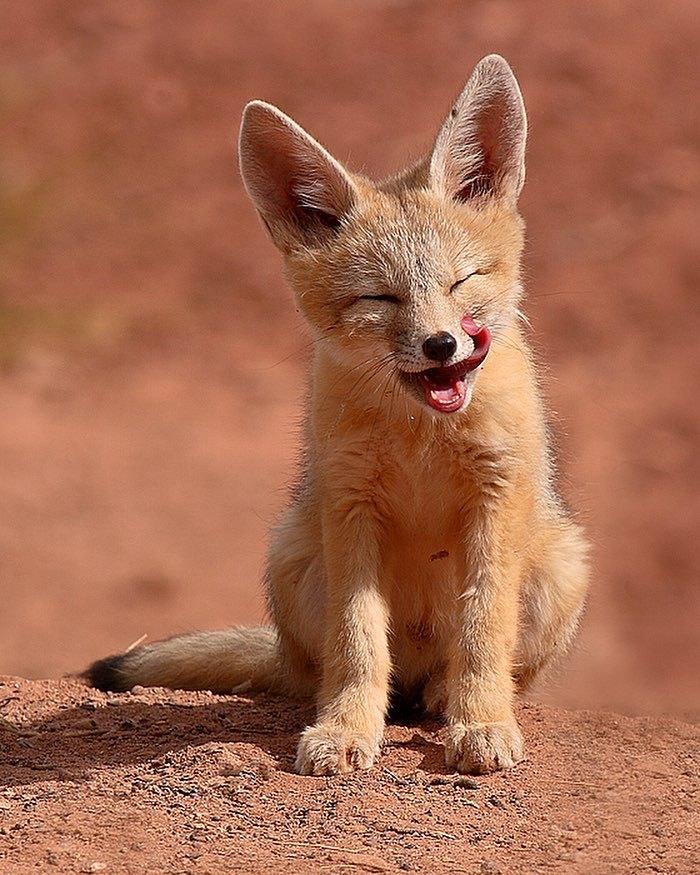 everythingfox:  Some important pictures