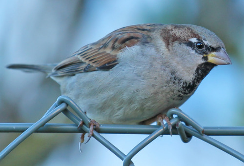 House sparrow, gråsparv.