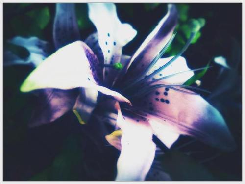 Floral Series: Lilium  Photo taken and edited by me. #photomanipulation #photography #edited #effect