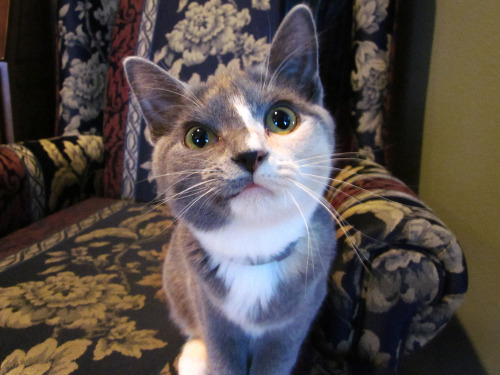 the-majestic-cheese-turtle: My sister’s cat looks like a spunky cartoon protagonist. 