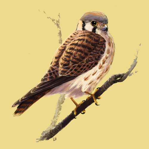tinylongwing:A pair of American Kestrels. Female above, male below. This is North America’s smallest