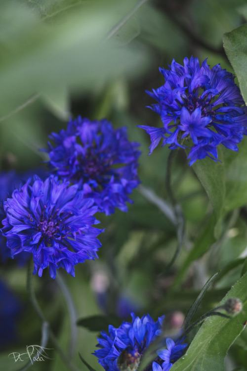 cornflowers