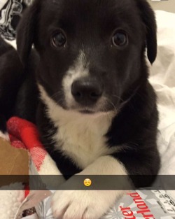 Handsomedogs:  Border Collie/Corgi , Winnie. 