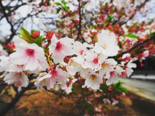 もう一枚桜です。 外出自粛制限中につき、 近くで撮りました。 #さくら (Setochi-shi, Okayama, Japan) www.instagram.com/p/B_JOjN