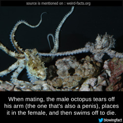 mindblowingfactz:   When mating, the male octopus tears off his arm (the one that’s also a penis), places it in the female, and then swims off to die. source image via canlilaralemi 