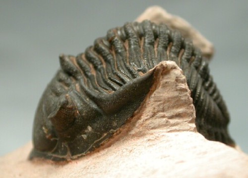 mrcaptaincook:  fossilized moroccan trilobites! :O