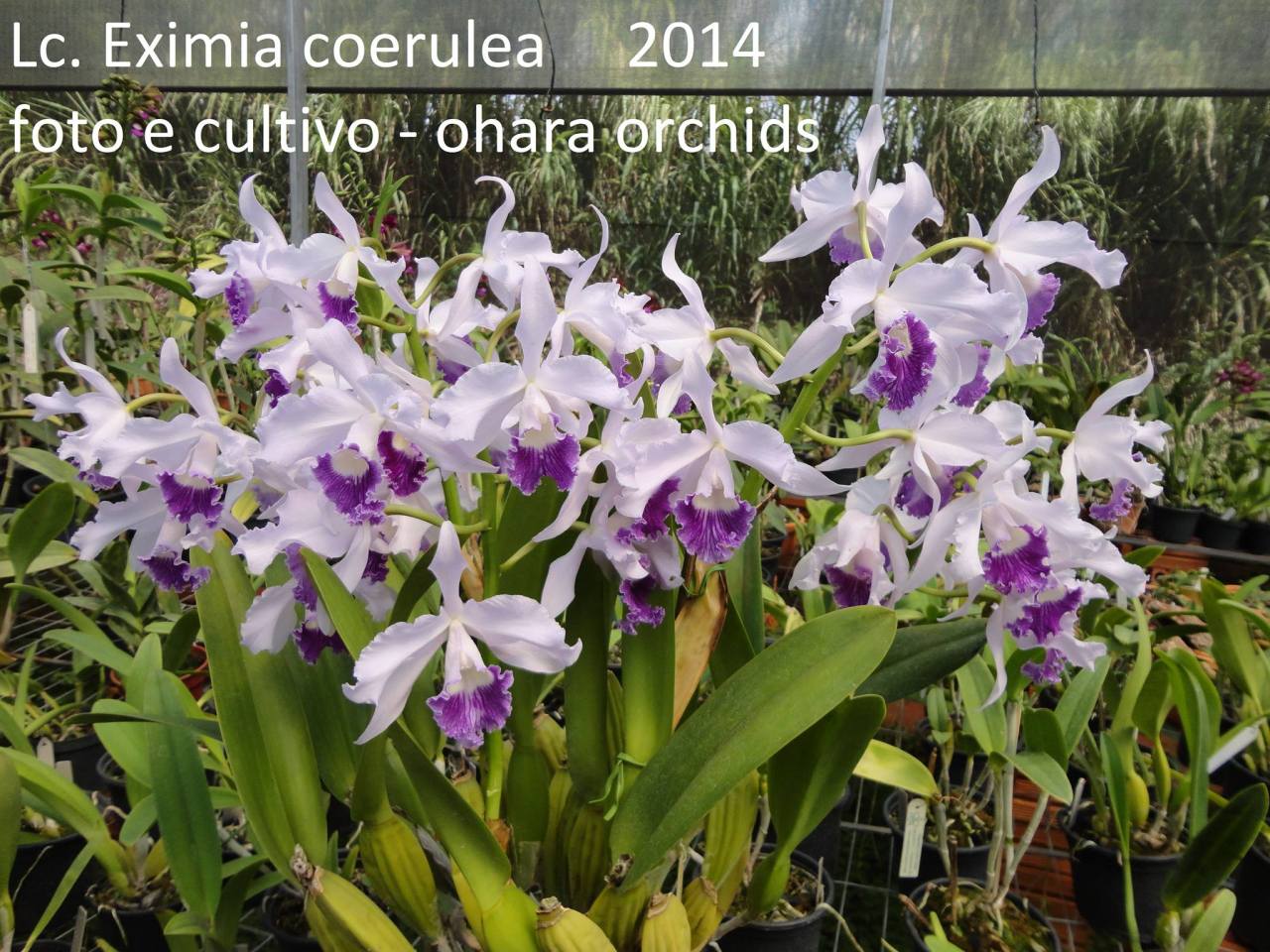 Cattleya Eximia (Cattleya warneri x Cattleya purpurata).
Orchidaceae: Laeliinae.
By Ohara Orchids. [x]