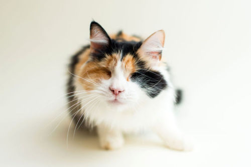 mymodernmet:Photographer Captures Heartwarming Portraits of Blind Cats to Help Them Get Adopted