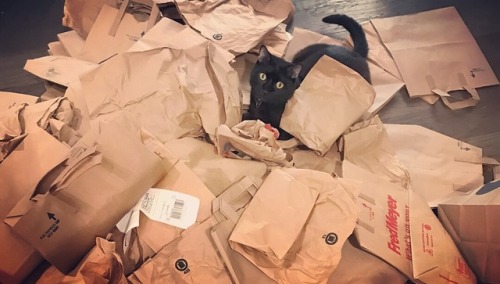 kirishimagayjirou: mamo loved it when i cleaned out all the brown bags we collected in the hall clos