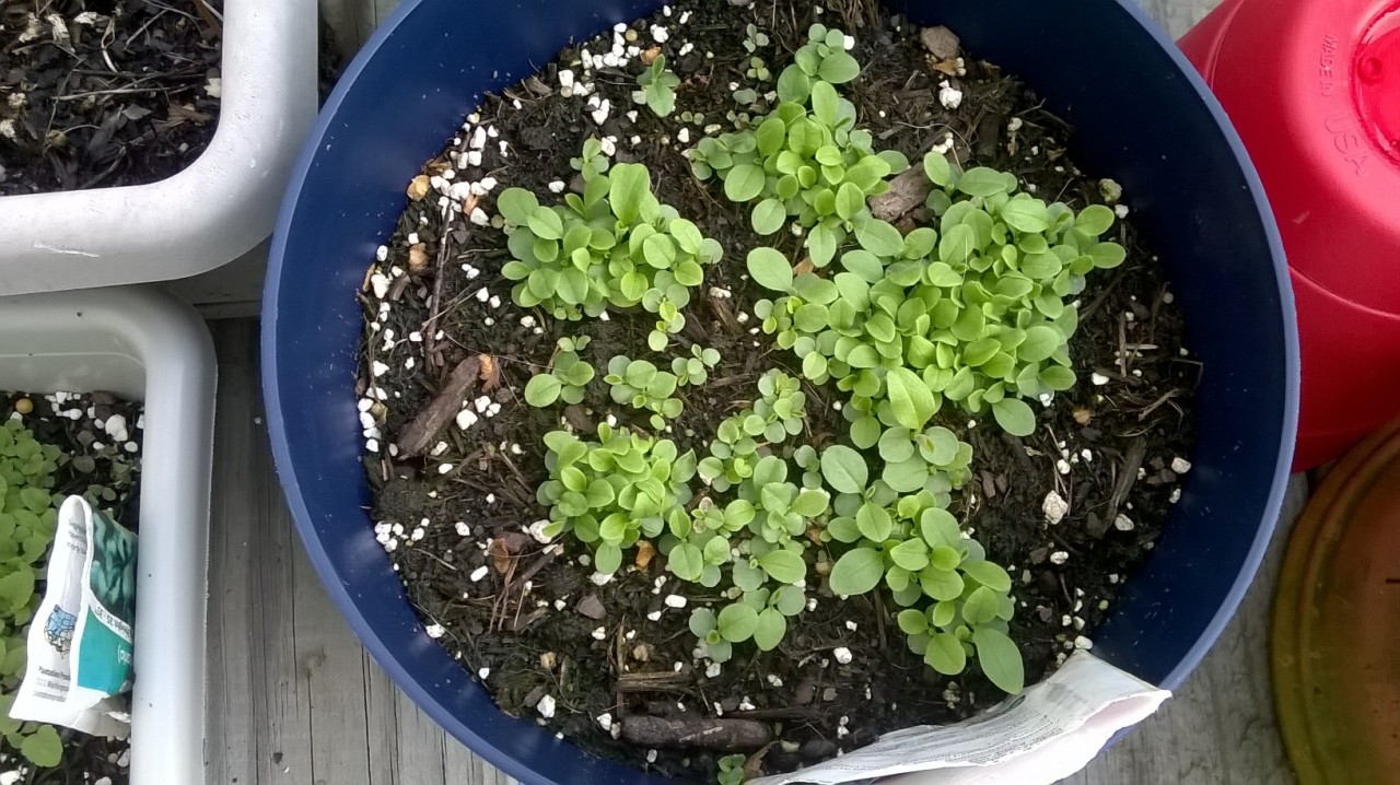 My little forget me nots are coming up great :) I’m thinking of getting one tattooed
