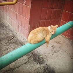 mariusu:  (via  @lizunkova У-устал #cat #cu…Instagram photo | Websta) 