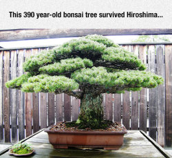 thingsmakemelaughoutloud:  Very Old Bonsai