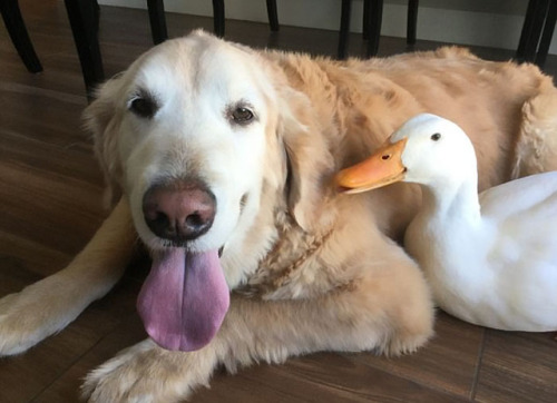 archiemcphee:Today the Department of Unexpected Interspecies Friendship is hanging out with Barclay,