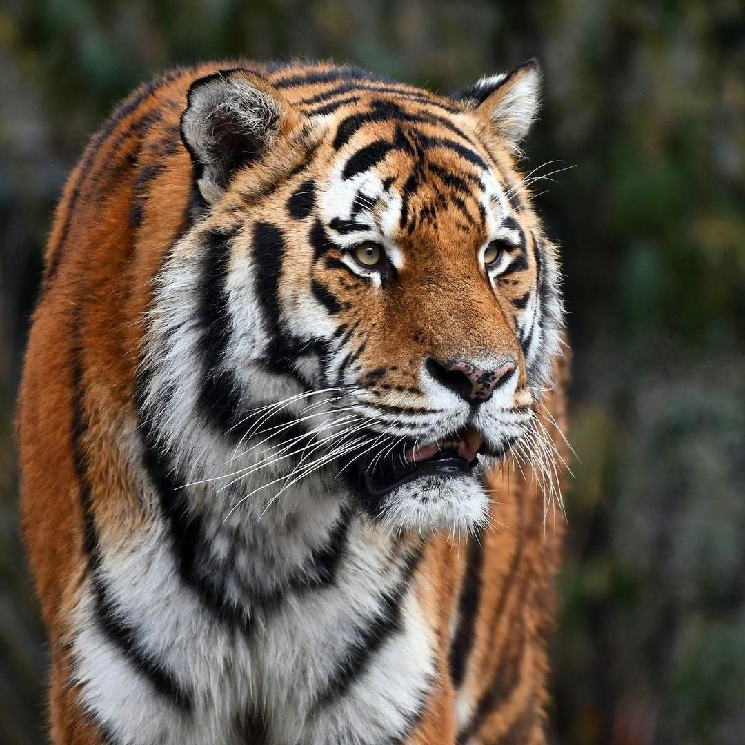 American Museum of Natural History — The Siberian tiger (Panthera tigris  altaica), also...