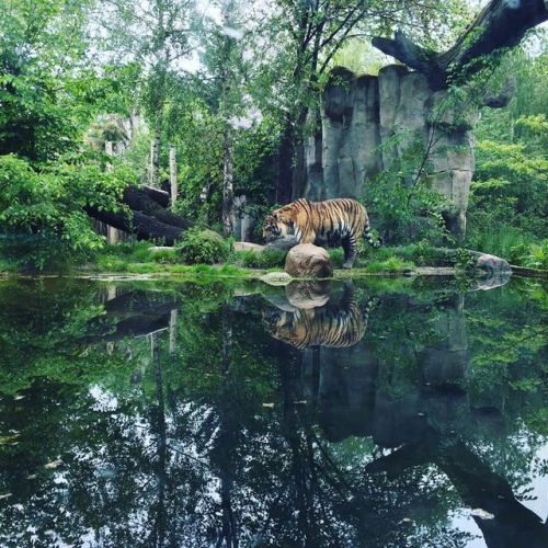 More animals #zoo #animals #tiger #rhino #flamingo #orangutangs #elephantshttps://www.instagram.co