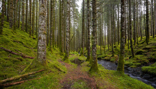 An Overcast Day in The Forest An overcast day in the beautiful spruce forest