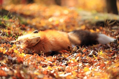 everythingfox: “Autumn Fox” Taken from adult photos