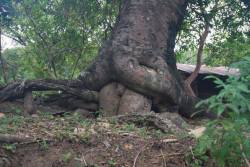 purplehazepurpleplanet:  escapedgoat:  Freaky ass trees.  its mother nature b