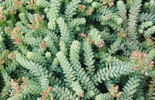 andreaquitugua:Burro’s tails (Sedum morganianum)