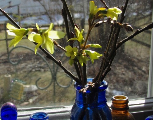 Remember when I said it was time to pick forsythia twigs or branches and put them in water? I did it