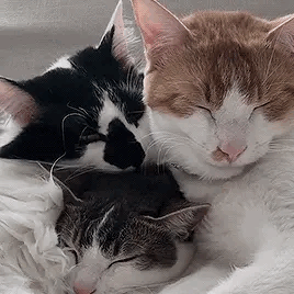 Cats Giving And Receiving Affection Stimboard | Brown, Beige, Grey, Black, White 