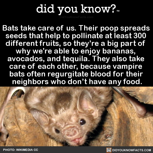 did-you-kno:  Bats take care of us. Their porn pictures