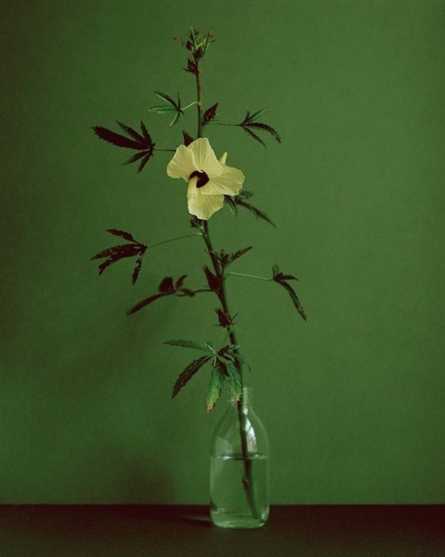 darksilenceinsuburbia - Botanical Portraits by Kate Friendyou...