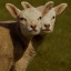 twoheaded-lamb