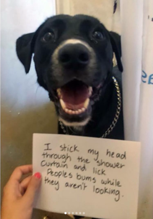 babyanimalgifs:Dogs shaming