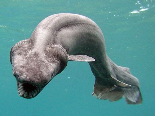 tombtea:  waterymagic:  Humans rarely encounter frilled sharks, which prefer to remain in the oceans’ depths, up to 5,000 feet (1,500 meters) below the surface. Considered living fossils, frilled sharks bear many physical characteristics of ancestors
