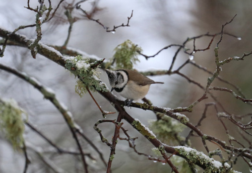 Crested tit/tofsmes.