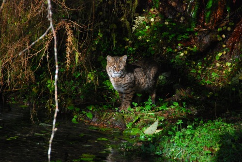 washingtonmyhome:  Bobcat in the Hoh Rainforest, Olympic National Park, WA Photo from the NPS.