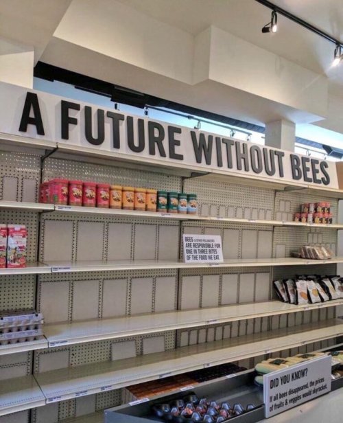 babyanimalgifs:Save the bees