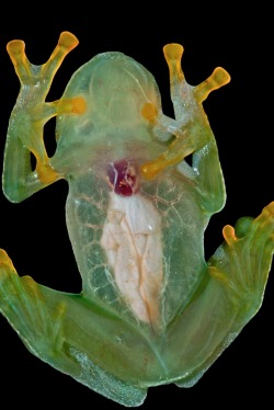 earthandanimals:   Glass Frog   Photo by Pedro Bernardo       