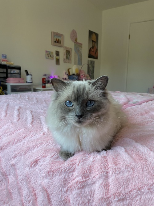 blue point ragdoll cat