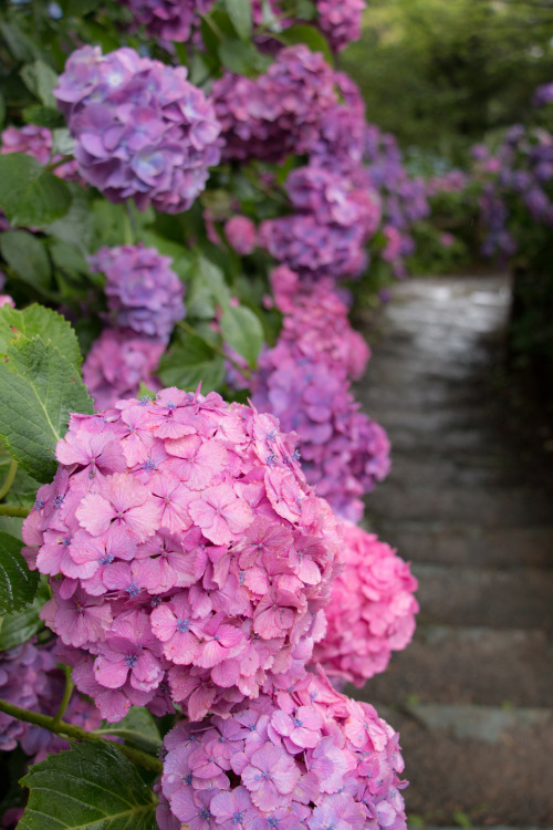 ileftmyheartintokyo:Hydrangea by H・ ShojiVia Flickr:My facebook pagewww.facebook.com/hiro.shoji.73