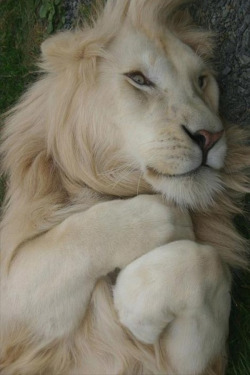 secretdreamlife:  White Lion~National Geographic