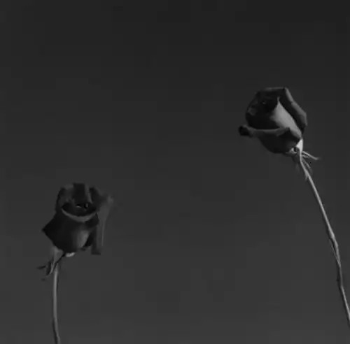 zzzze:  ROBERT MAPPLETHORPE Rose, 1982 | porn pictures