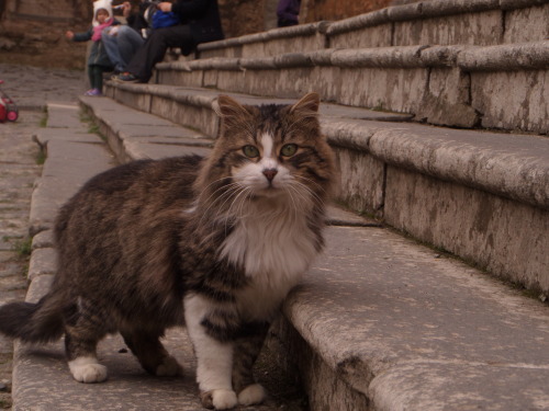 This is a little cute cat who came to meet me in Civita di Bagnoregio, an old Etruscan town in middl