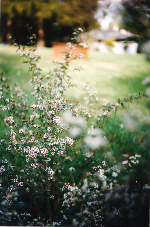 vacants:  Flowers (by HolleyandChris)