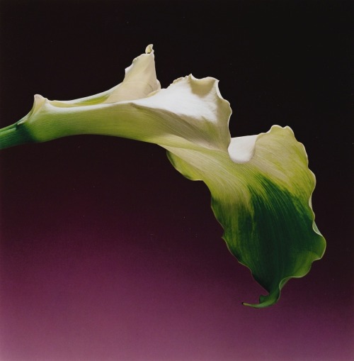 Robert Mapplethorpe