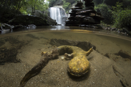 zsl-edge-of-existence:The eastern hellbender has gills when it is in its larval form, but develops l