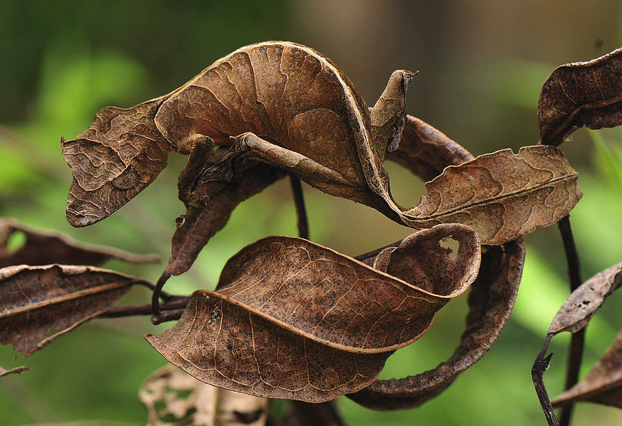 awkwardsituationist:  crypsis is the ability of an organism to blend in with its
