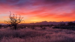drxgonfly:  Arizona Sunset (by  Dave Burgess)